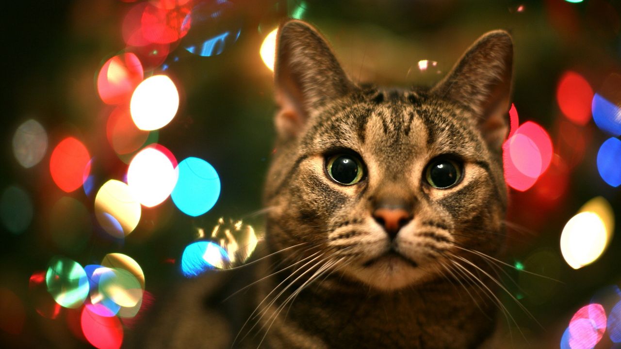 Wallpaper cat, muzzle, glare, eyes