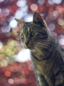 Preview wallpaper cat, muzzle, glare, striped