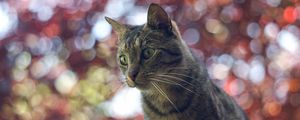 Preview wallpaper cat, muzzle, glare, striped
