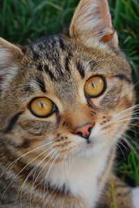 Preview wallpaper cat, muzzle, grass, honey, look