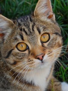 Preview wallpaper cat, muzzle, grass, honey, look