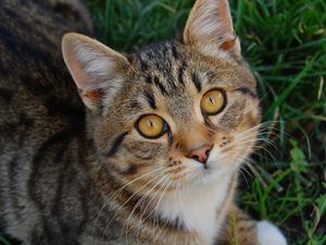 Preview wallpaper cat, muzzle, grass, honey, look