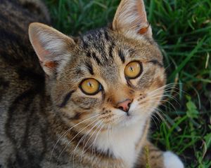 Preview wallpaper cat, muzzle, grass, honey, look