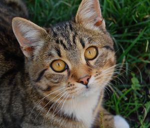 Preview wallpaper cat, muzzle, grass, honey, look