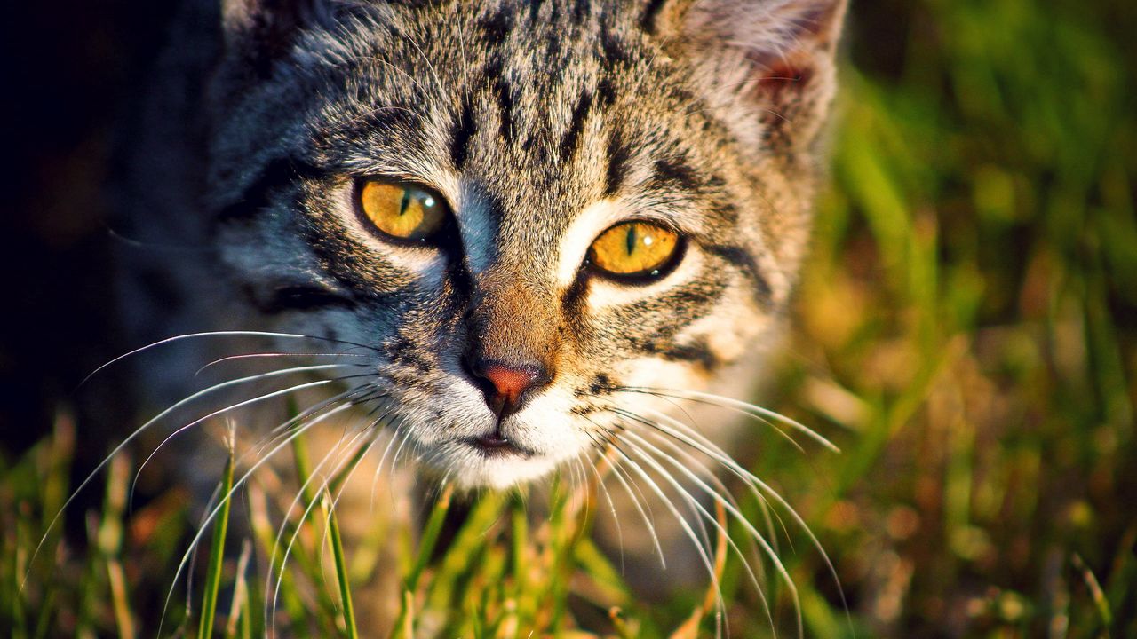 Wallpaper cat, muzzle, grass