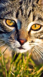 Preview wallpaper cat, muzzle, grass