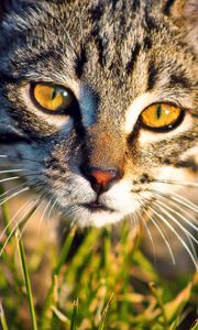 Preview wallpaper cat, muzzle, grass