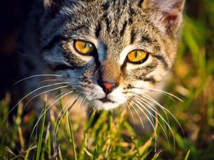 Preview wallpaper cat, muzzle, grass