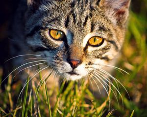 Preview wallpaper cat, muzzle, grass
