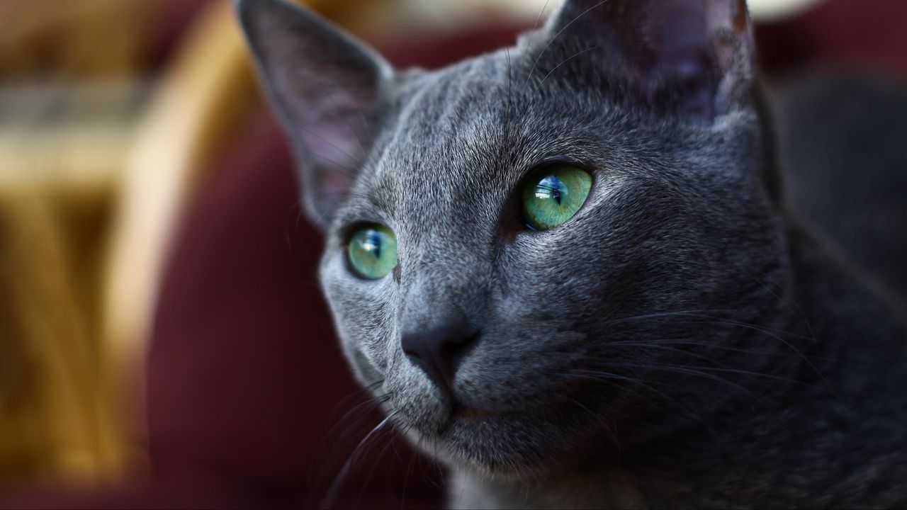 Wallpaper cat, muzzle, gray