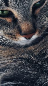 Preview wallpaper cat, muzzle, gray, eyes, close-up