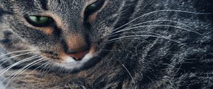 Preview wallpaper cat, muzzle, gray, eyes, close-up