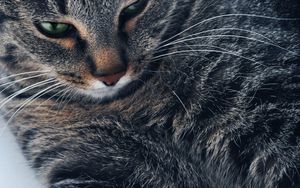 Preview wallpaper cat, muzzle, gray, eyes, close-up