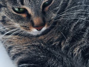 Preview wallpaper cat, muzzle, gray, eyes, close-up