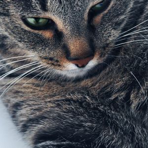 Preview wallpaper cat, muzzle, gray, eyes, close-up