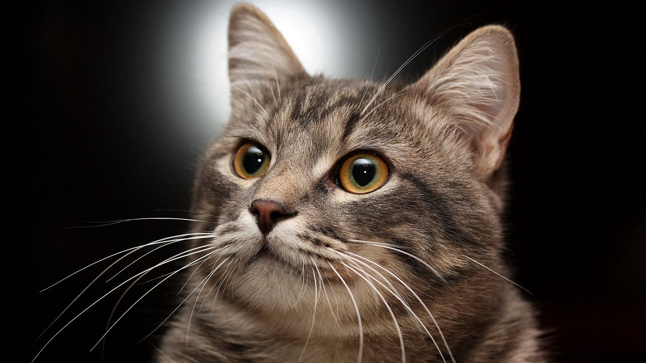 Wallpaper cat, muzzle, gray, striped