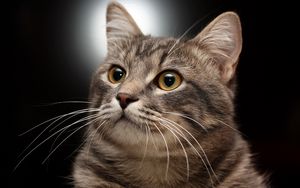 Preview wallpaper cat, muzzle, gray, striped