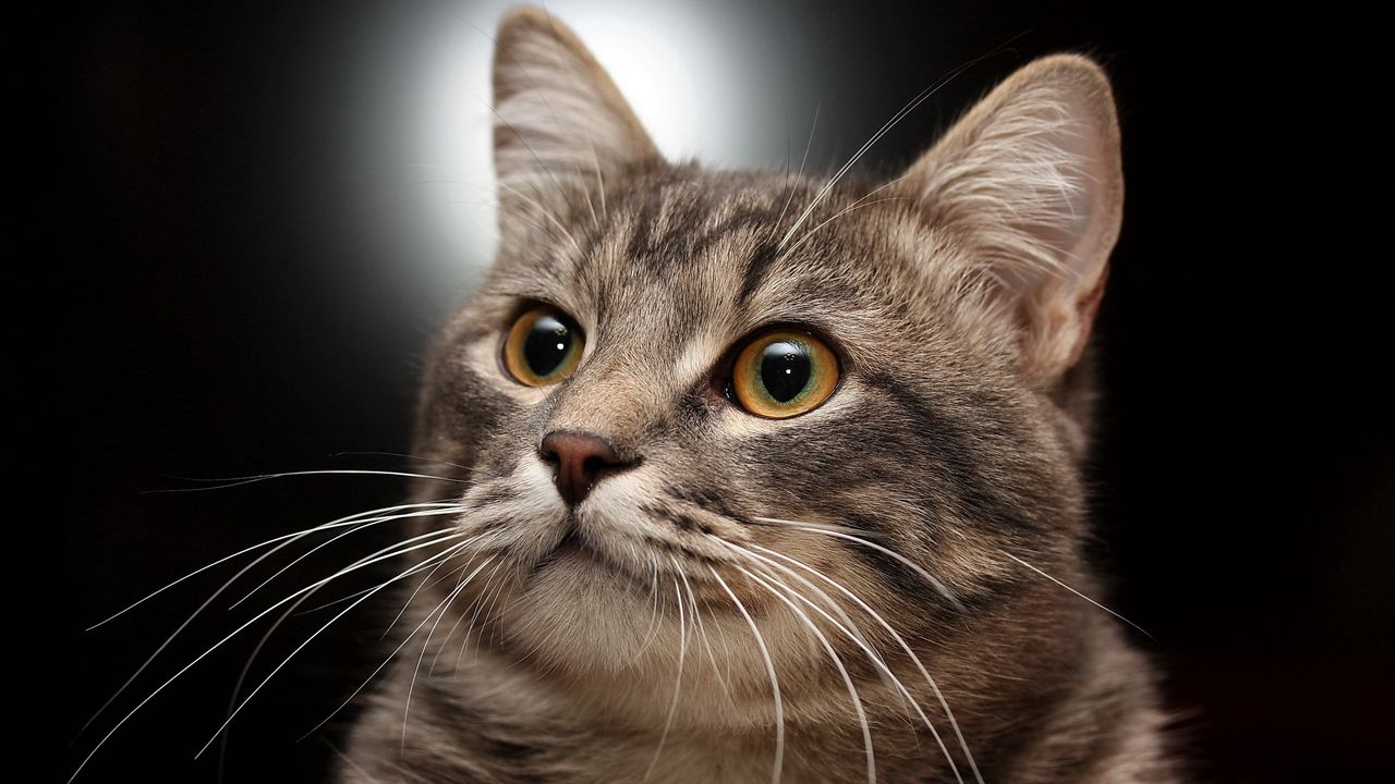 Wallpaper cat, muzzle, gray, striped hd, picture, image