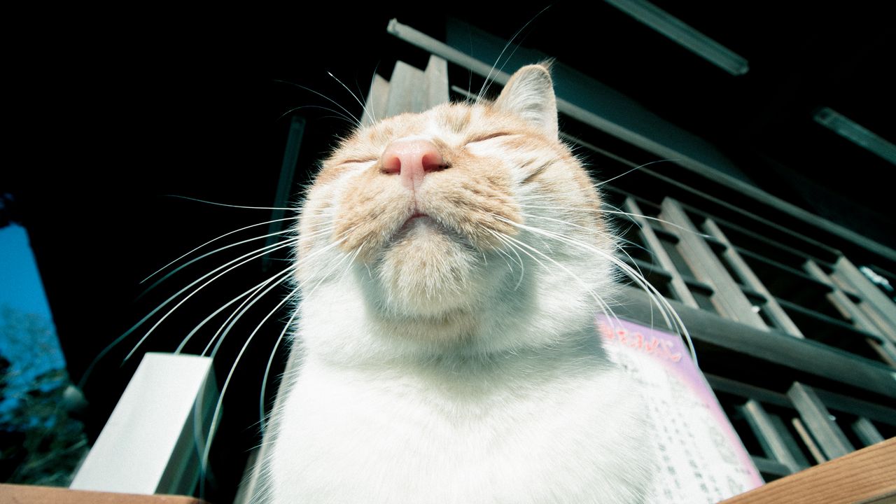 Wallpaper cat, muzzle, happy, rest