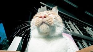 Preview wallpaper cat, muzzle, happy, rest
