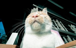 Preview wallpaper cat, muzzle, happy, rest