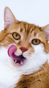 Preview wallpaper cat, muzzle, lick oneself, tongue, spotted