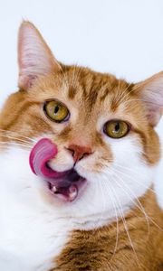 Preview wallpaper cat, muzzle, lick oneself, tongue, spotted