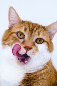 Preview wallpaper cat, muzzle, lick oneself, tongue, spotted