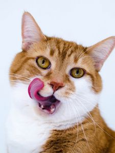 Preview wallpaper cat, muzzle, lick oneself, tongue, spotted