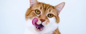 Preview wallpaper cat, muzzle, lick oneself, tongue, spotted