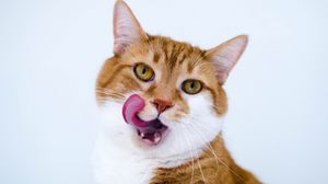 Preview wallpaper cat, muzzle, lick oneself, tongue, spotted