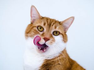 Preview wallpaper cat, muzzle, lick oneself, tongue, spotted