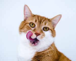 Preview wallpaper cat, muzzle, lick oneself, tongue, spotted