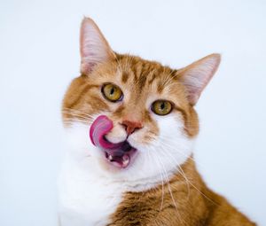 Preview wallpaper cat, muzzle, lick oneself, tongue, spotted