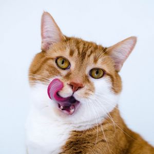 Preview wallpaper cat, muzzle, lick oneself, tongue, spotted