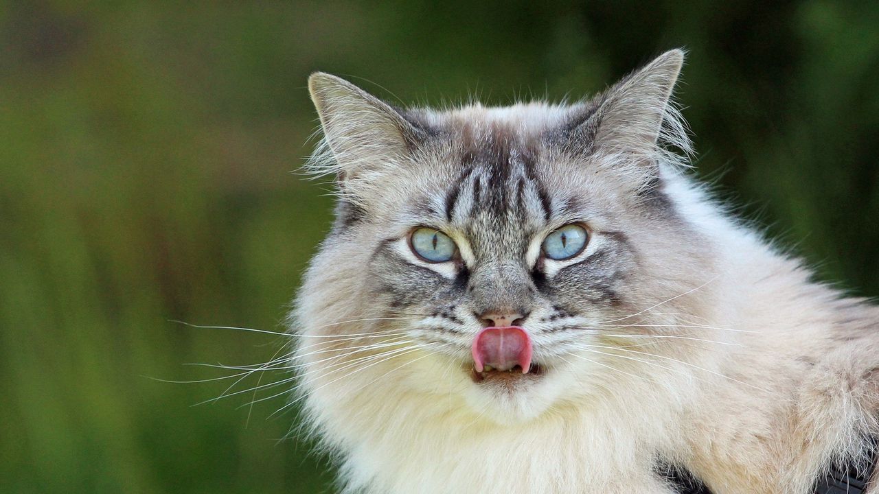Wallpaper cat, muzzle, licking, fluffy