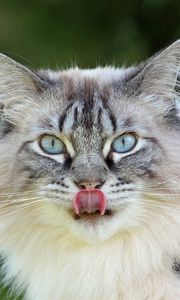 Preview wallpaper cat, muzzle, licking, fluffy