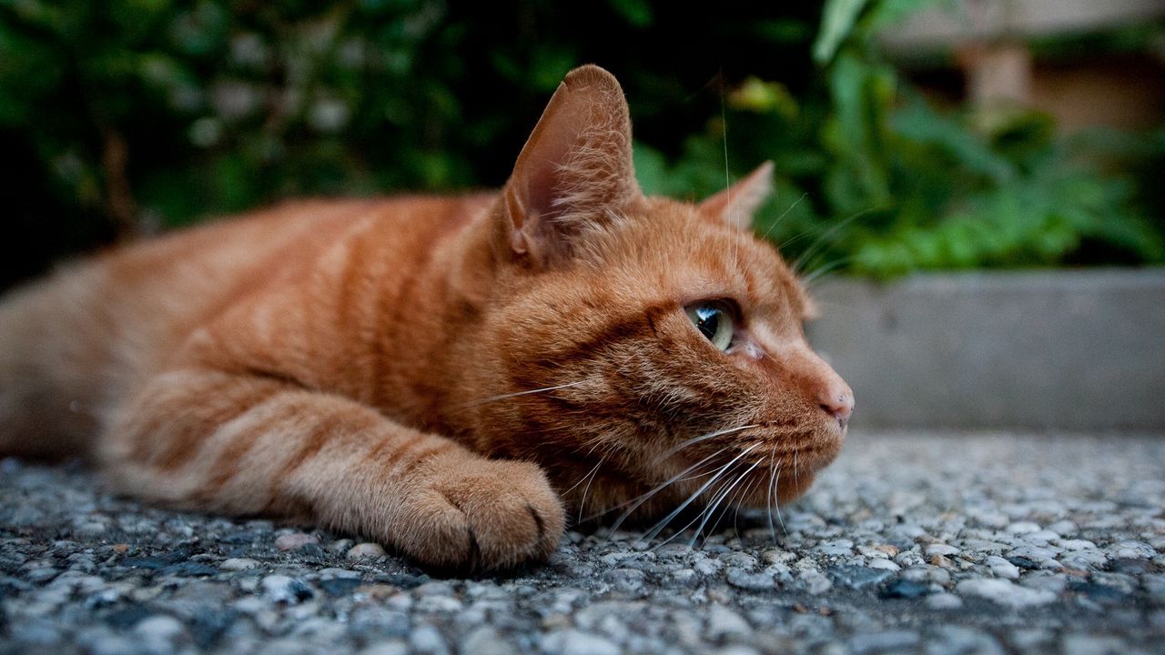 Wallpaper cat, muzzle, lie, curiosity, hunting
