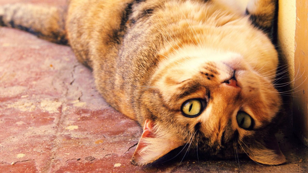 Wallpaper cat, muzzle, lie, playful