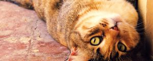 Preview wallpaper cat, muzzle, lie, playful