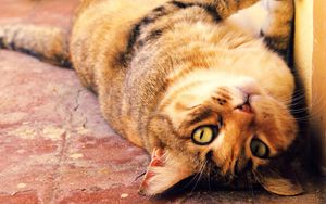 Preview wallpaper cat, muzzle, lie, playful
