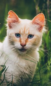 Preview wallpaper cat, muzzle, look