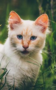 Preview wallpaper cat, muzzle, look