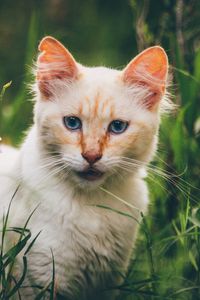 Preview wallpaper cat, muzzle, look