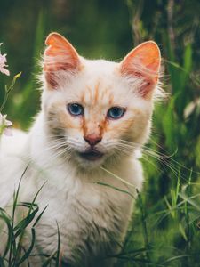 Preview wallpaper cat, muzzle, look