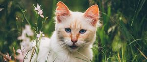Preview wallpaper cat, muzzle, look