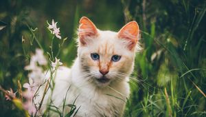 Preview wallpaper cat, muzzle, look