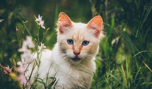 Preview wallpaper cat, muzzle, look
