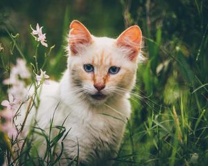Preview wallpaper cat, muzzle, look