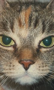 Preview wallpaper cat, muzzle, look, striped